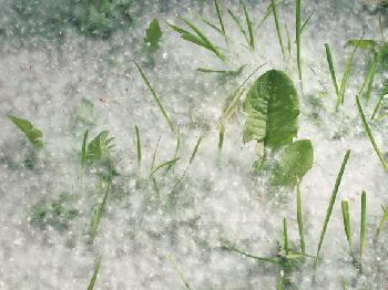 Пожарная опасность тополиного пуха